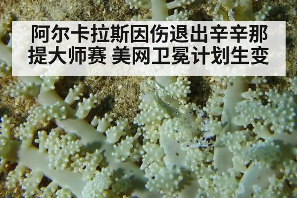 阿尔卡拉斯因伤退出辛辛那提大师赛 美网卫冕计划生变